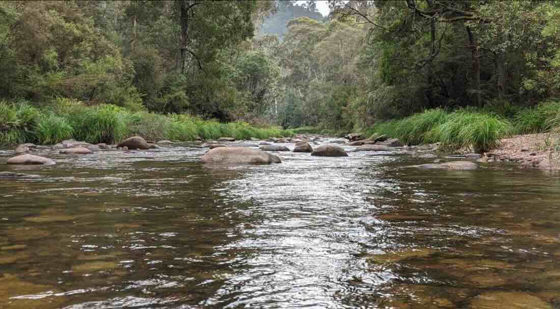 8 Mile Flat Campsite Free Howqua River Camping Victoria 8 Mile Flat Campsite
