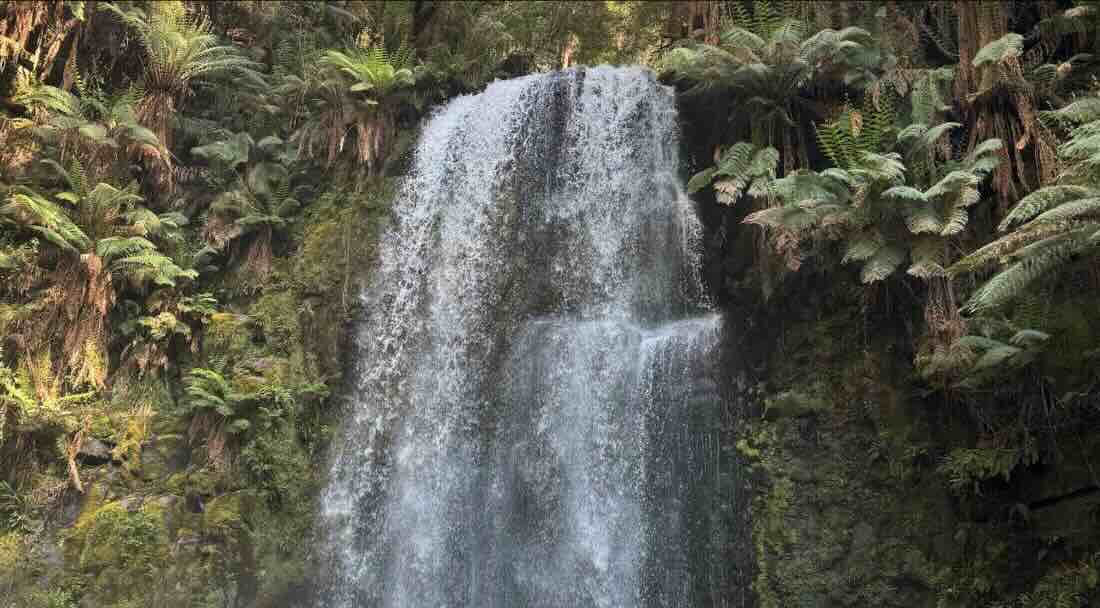 Beauchamp Falls Campground | Free Otways Rainforest Camping