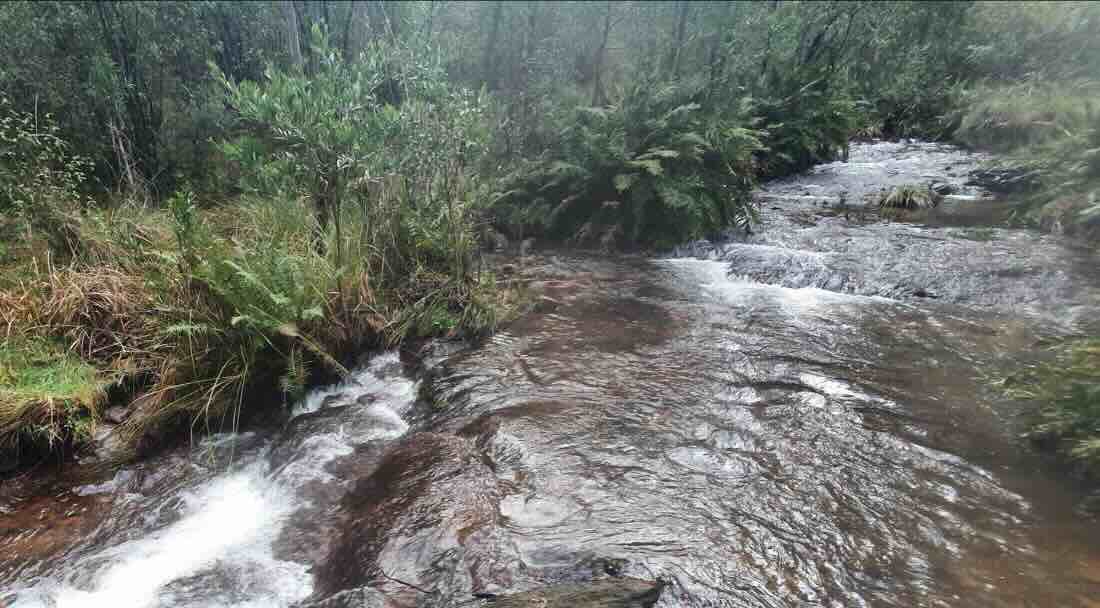 Buttercup 4 Campground