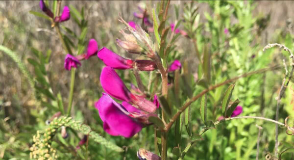 Powlett River Holiday Park – Your Coastal Nature Retreat