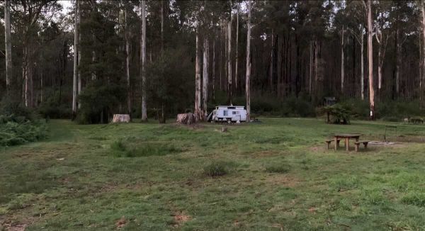 Ada River Campground - Free Pet-Friendly Camping in Ancient Rainforests