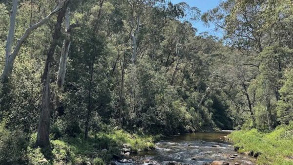 7 Mile Campground - Free Delatite River Camping Near Mount Buller & Mansfield