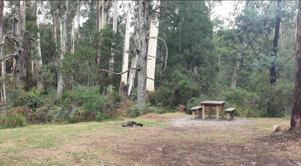 Goongerah Campground – Free, Pet-Friendly Gateway to Errinundra National Park