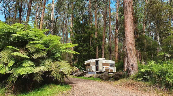 Latrobe River Campground, Free Forest Camping near Powelltown