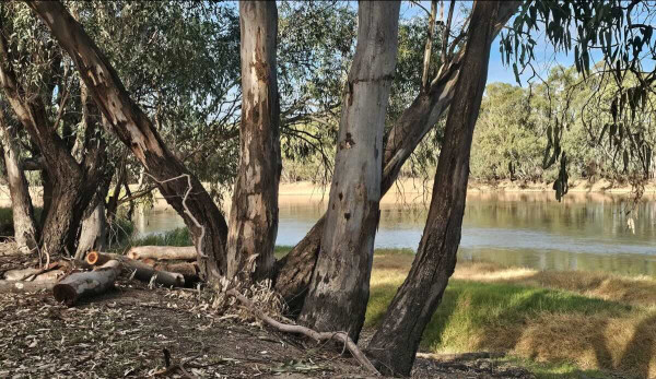 Murray River Reserve Camping – The Ultimate Guide to Murraydale’s Hidden Gem