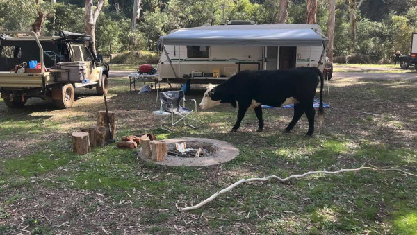 Pickerings Flat Campground – Free Howqua River Camping & High Country Adventure
